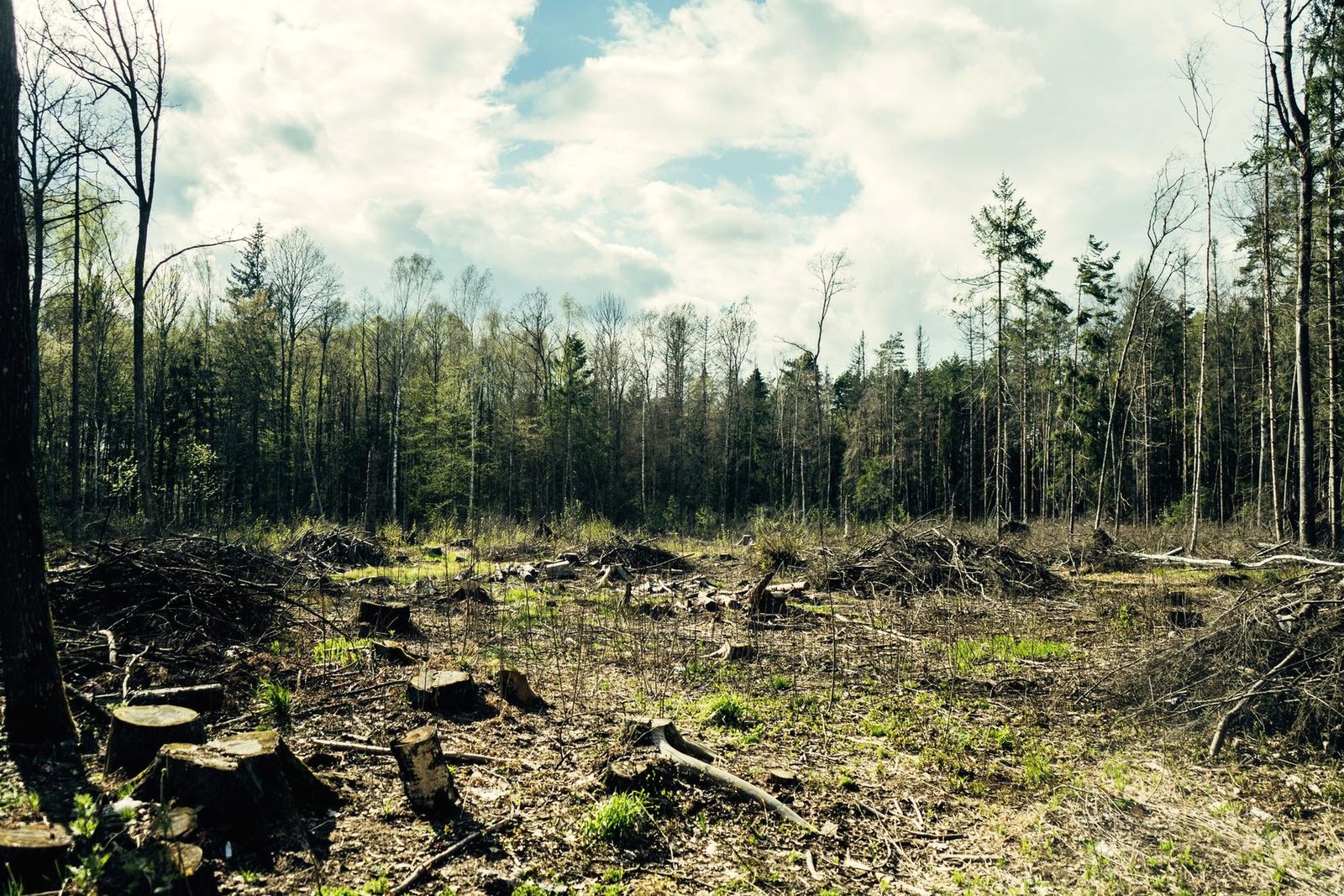 A wooded tract cleared to the ground with standing trees left at the edge