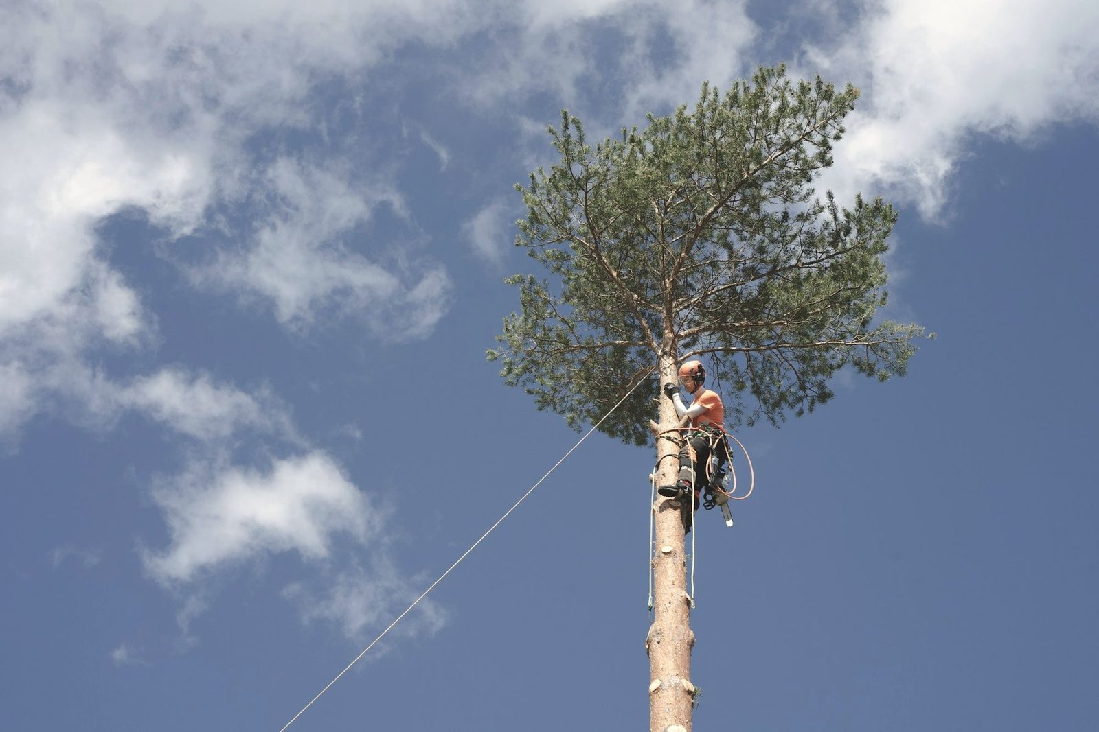 A climber near the top of a tall pine against a cloudy sky