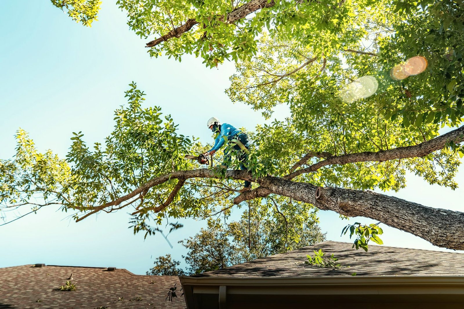 A climber in a helmet working along a big limb high above a house roof