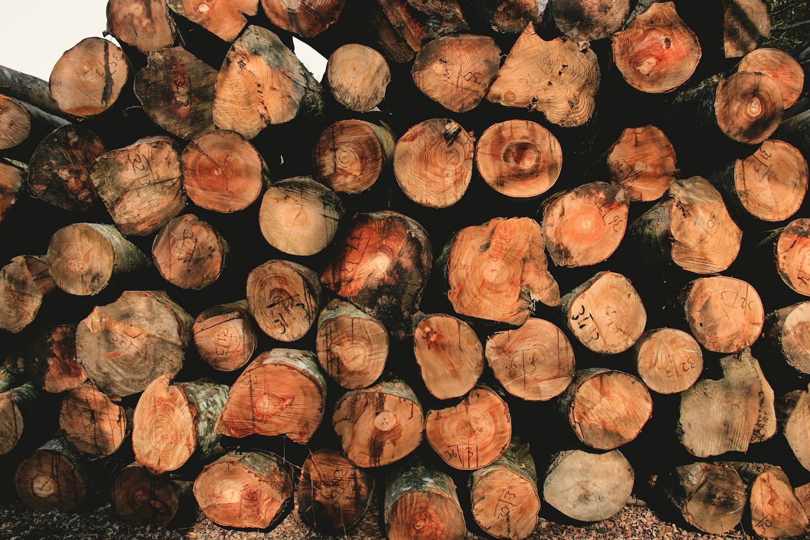 The cut ends of a stack of fresh hardwood logs