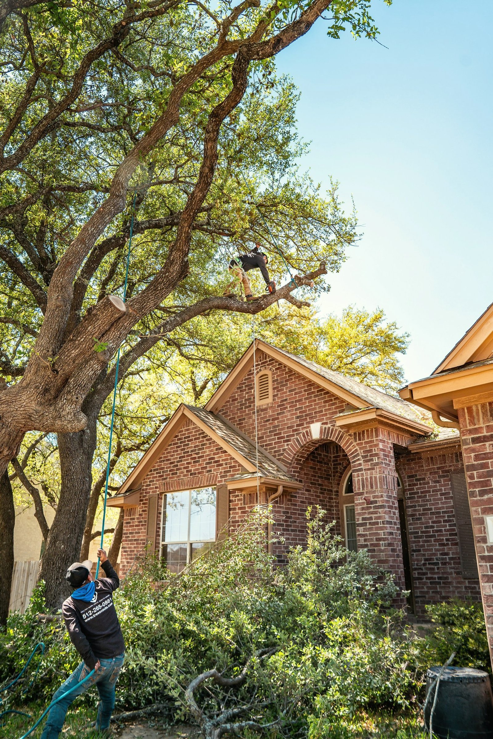 A climber high in an oak beside a brick house, with cut limbs on the lawn below