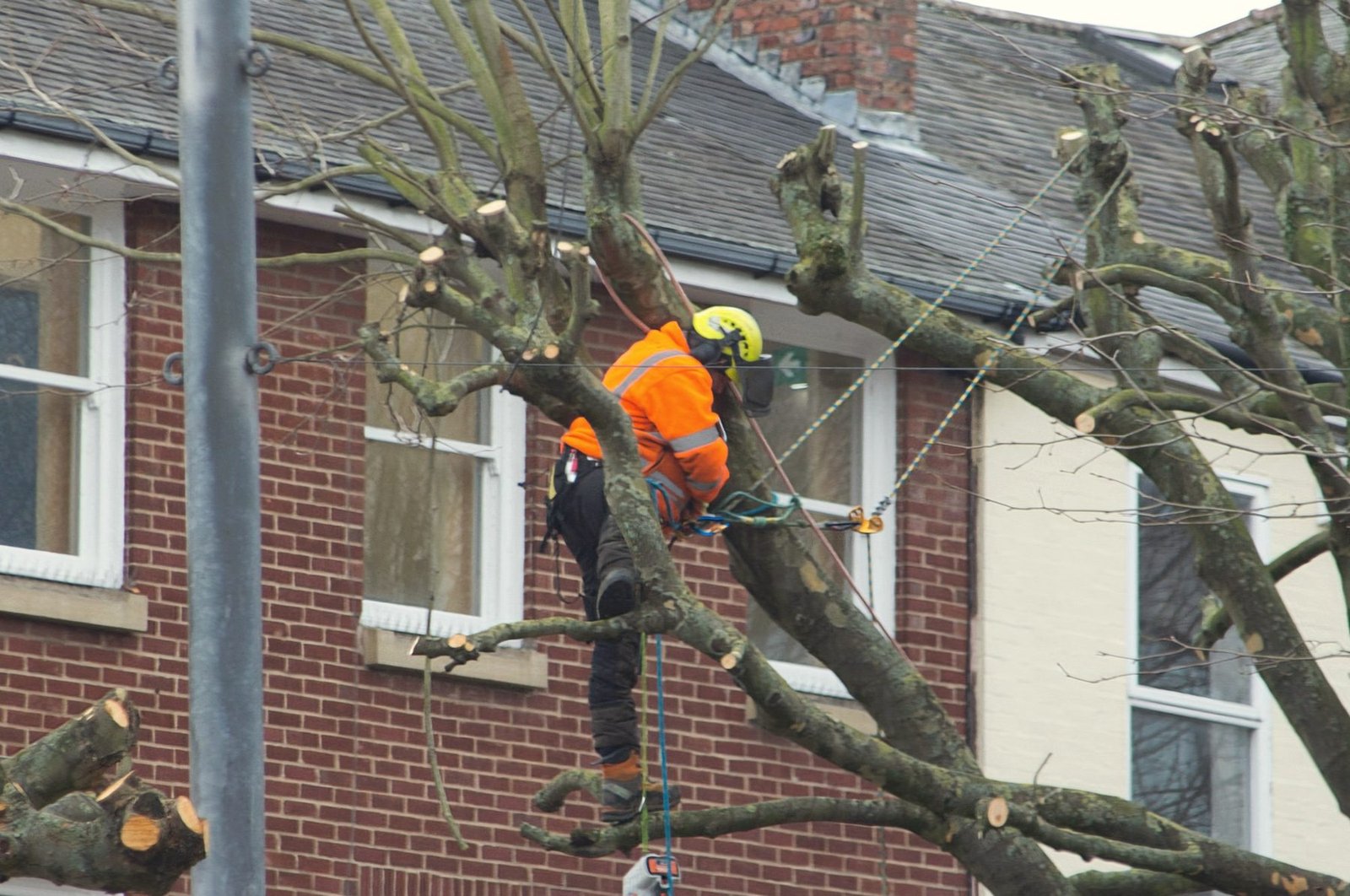A climber in orange pruning a tree in front of a brick row house