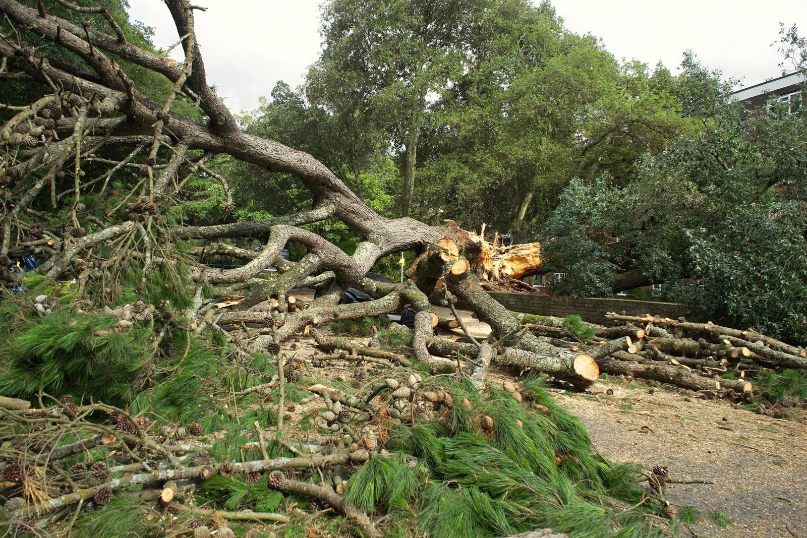 An uprooted tree on a lawn, partly cut into rounds with limbs piled beside it